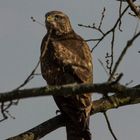 Bussard