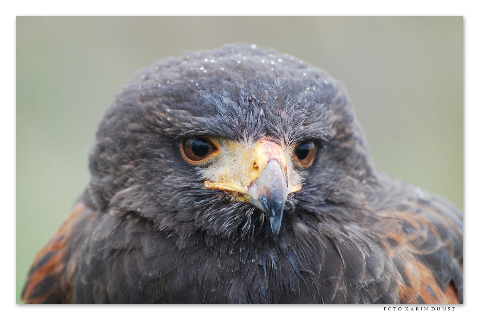 Bussard