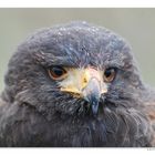 Bussard