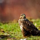 Bussard