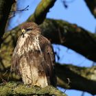 Bussard