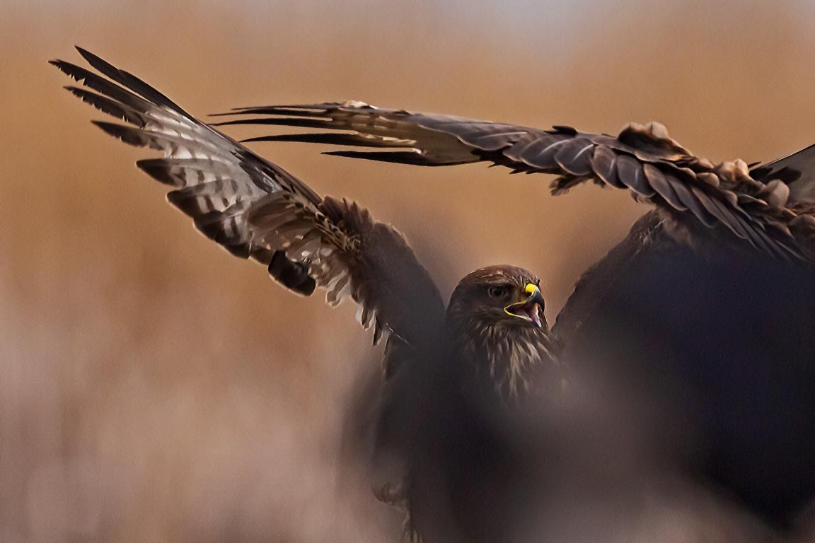 Bussard_