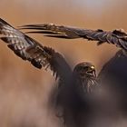 Bussard_