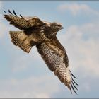 Bussard