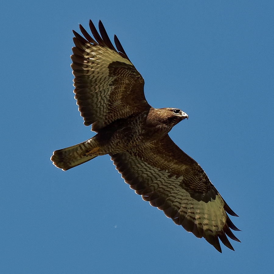 Bussard