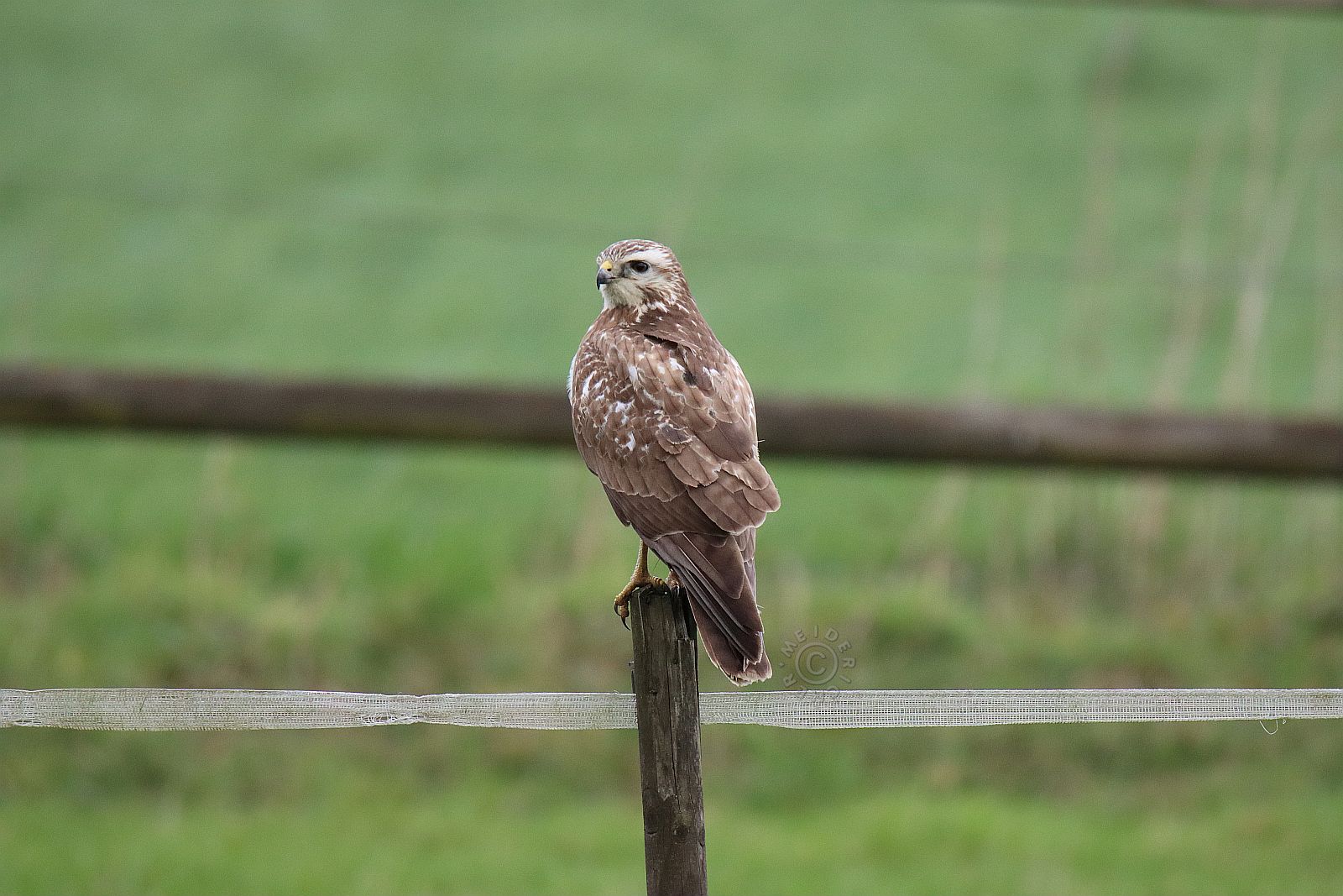 Bussard