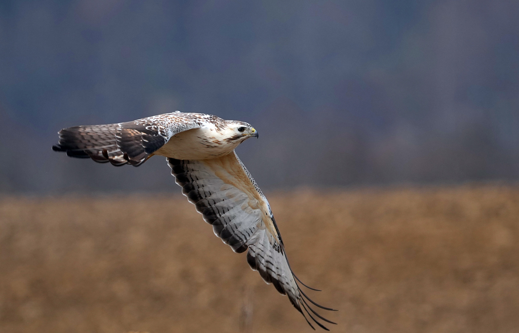 Bussard