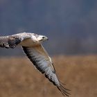 Bussard