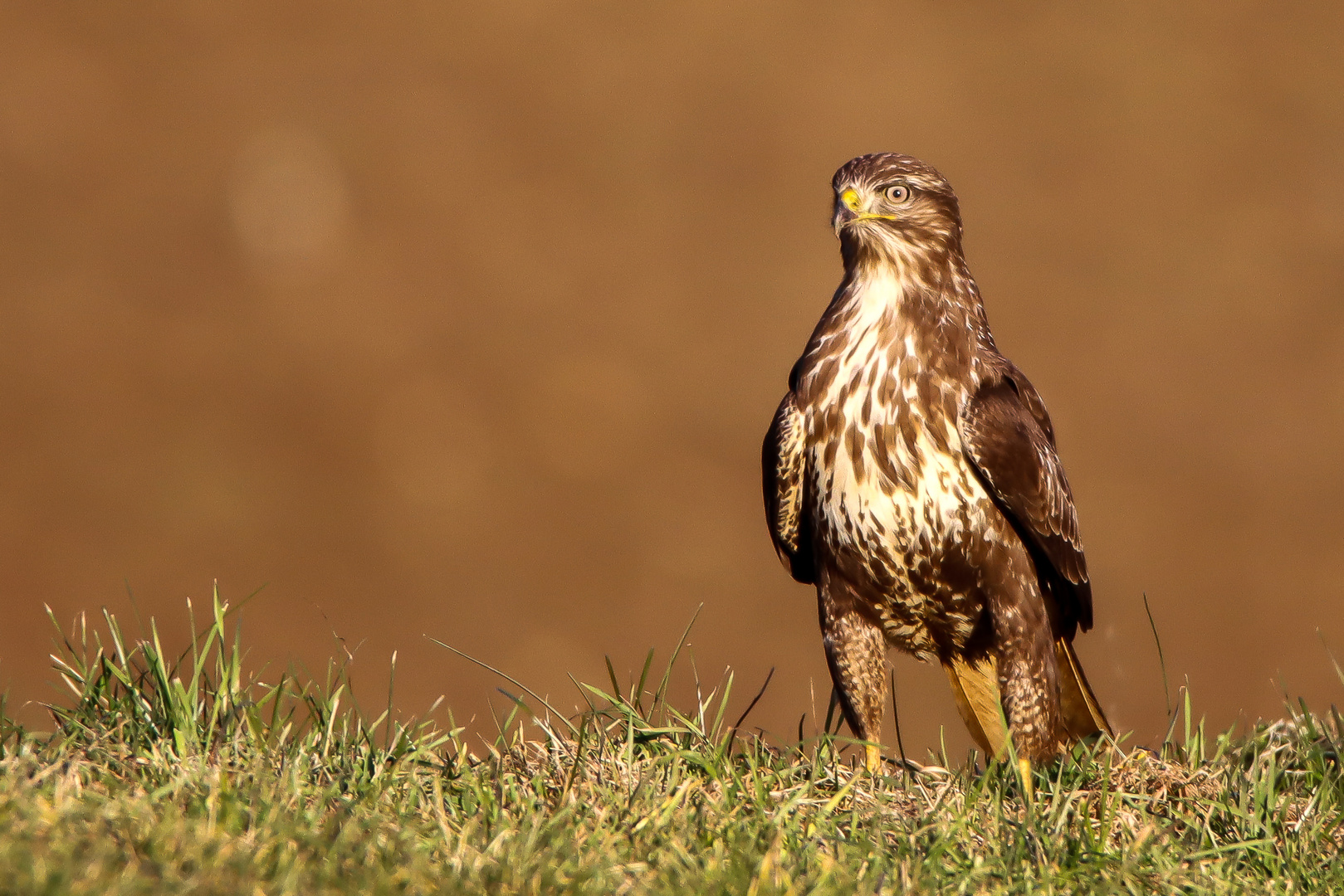 Bussard