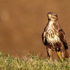 Bussard