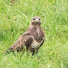 Bussard 