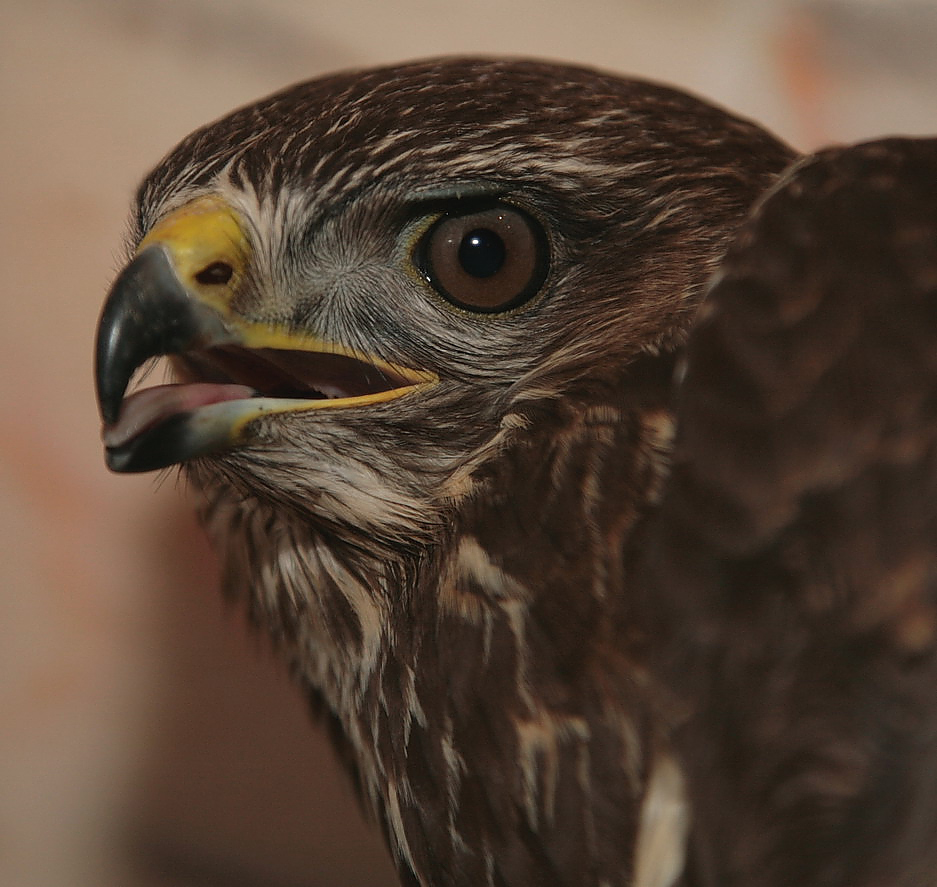 bussard