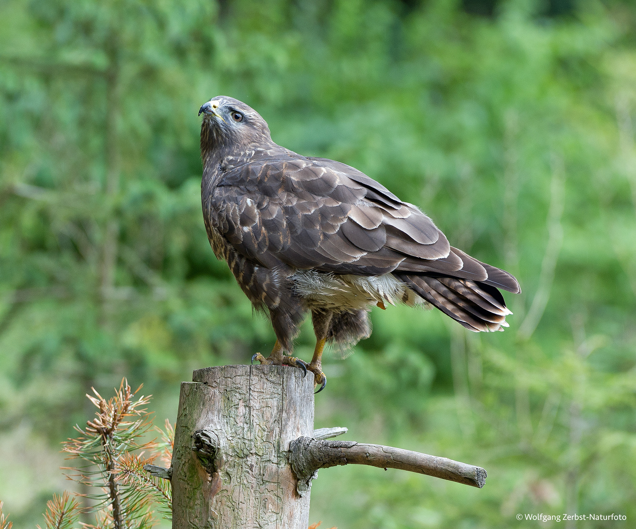 --- Bussard ---