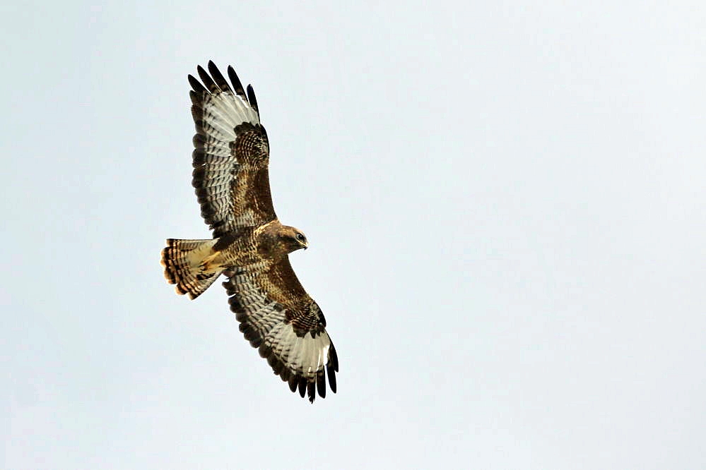 Bussard