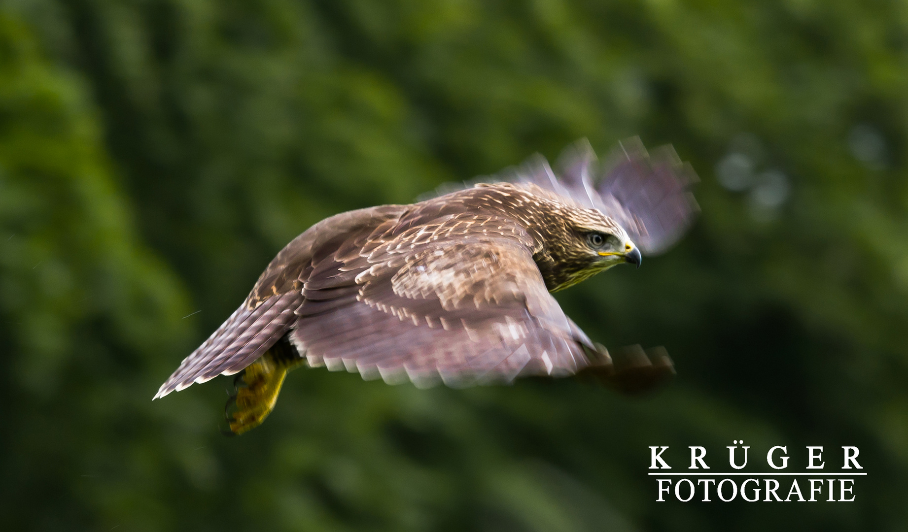 Bussard