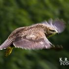 Bussard