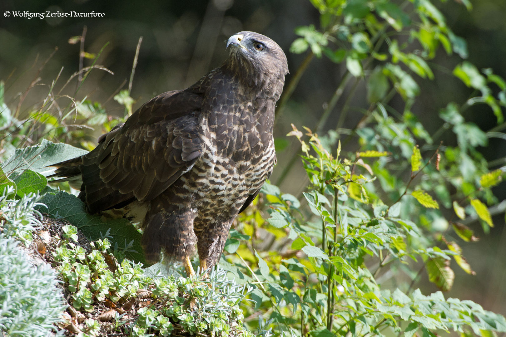 --- BUSSARD ---