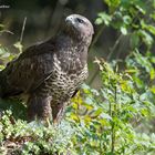 --- BUSSARD ---