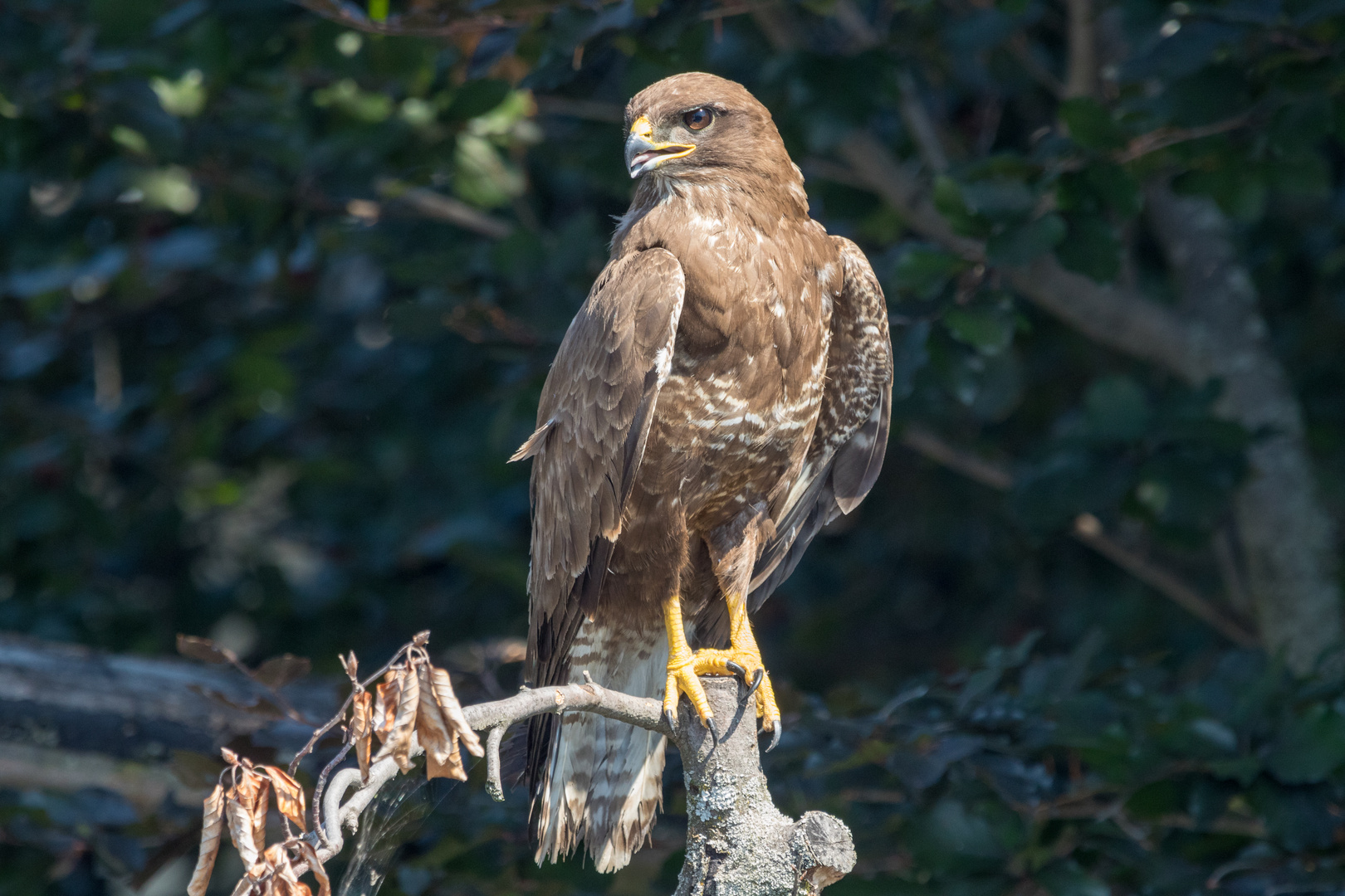 Bussard