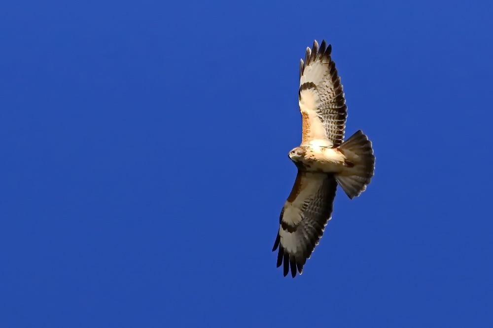 Bussard