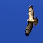 Bussard