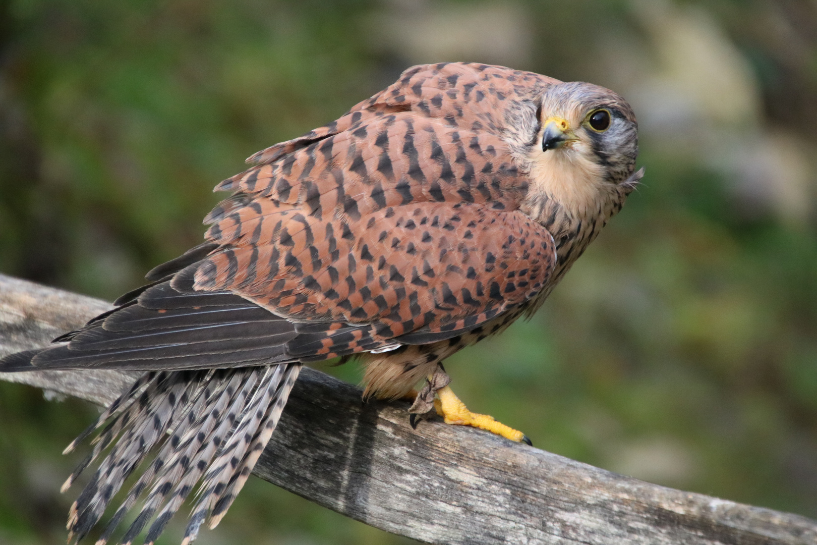 Bussard