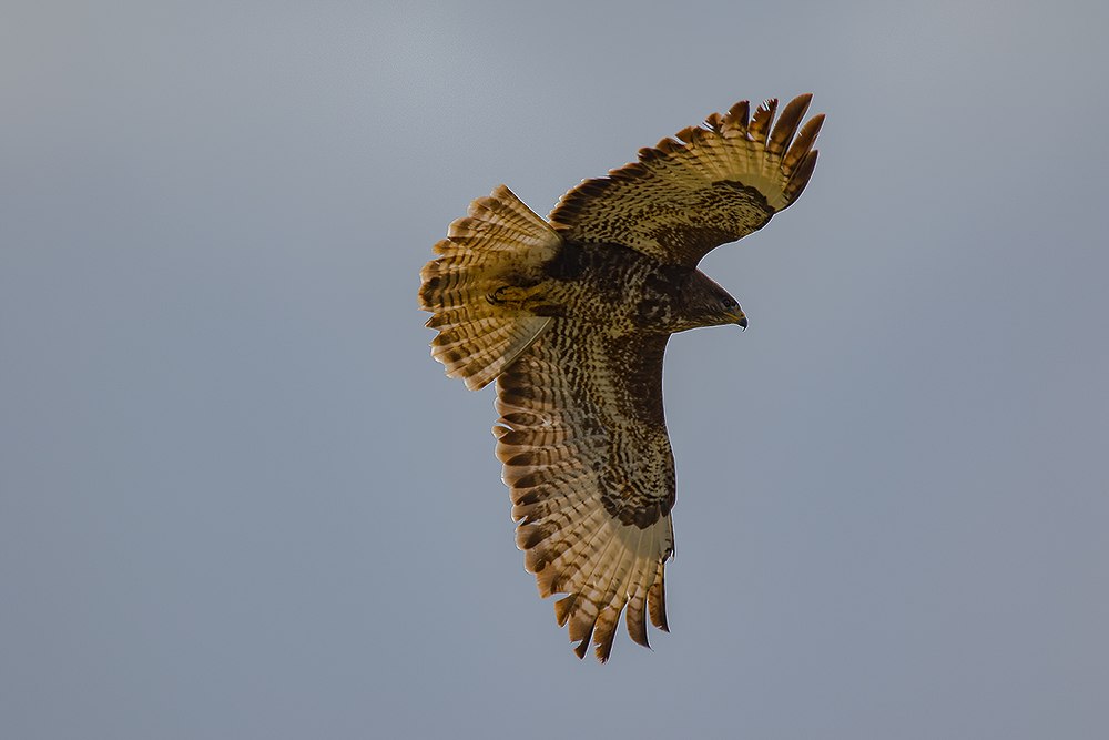 Bussard