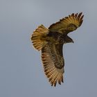 Bussard