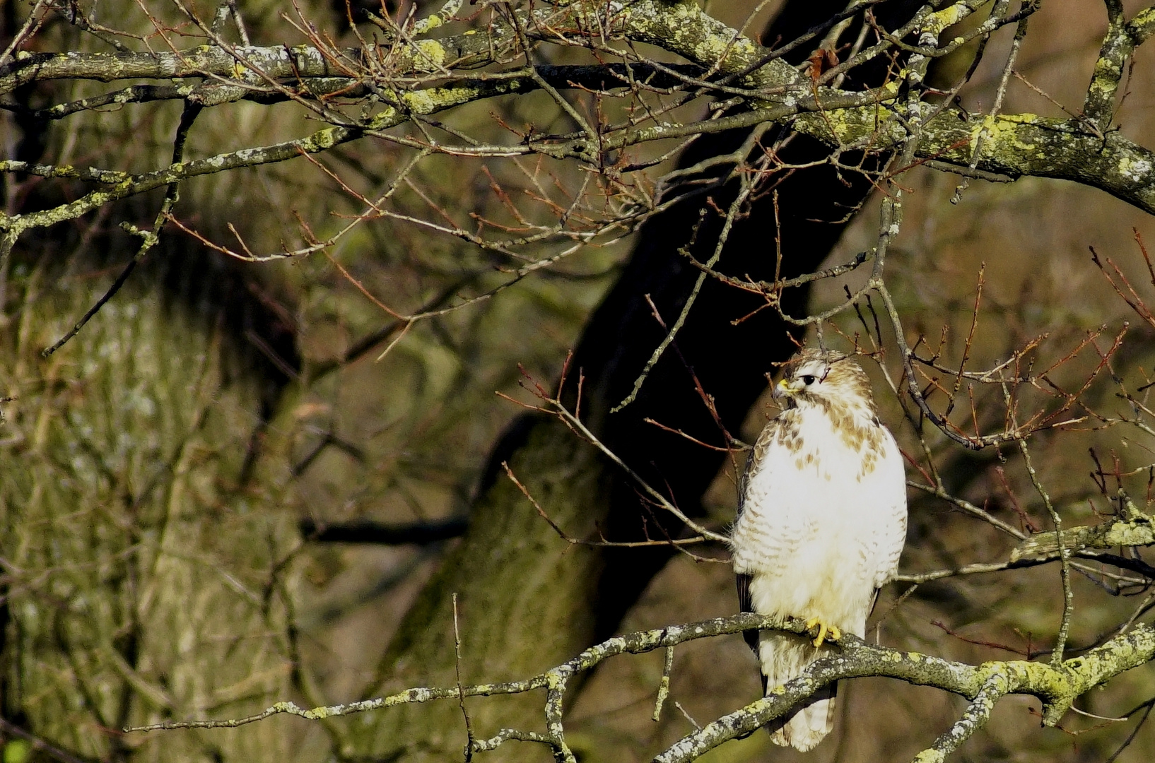 Bussard.