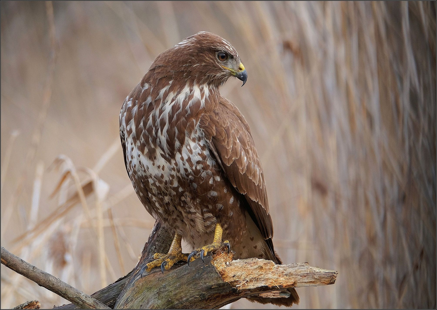 Bussard