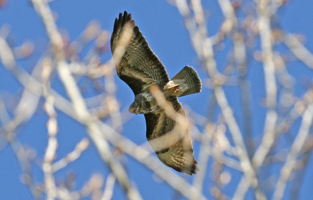 Bussard