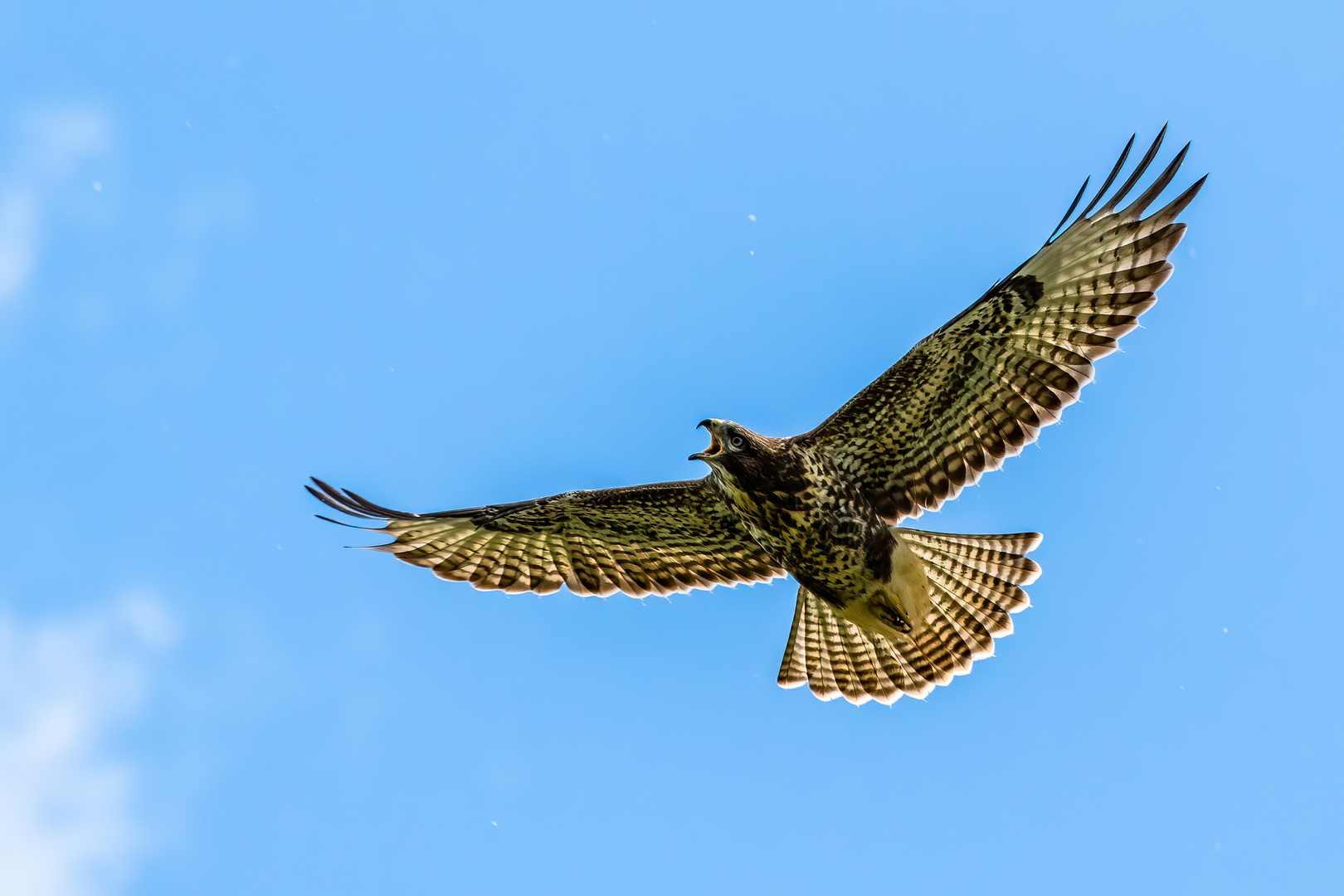 Bussard