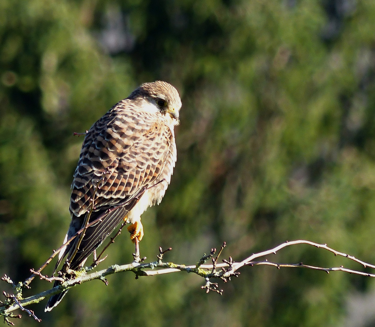 Bussard