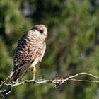 Bussard