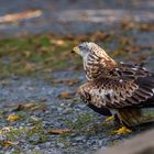 Bussard