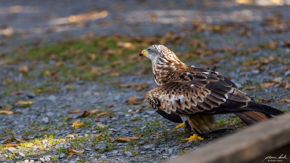 Bussard