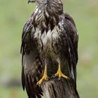 Bussard