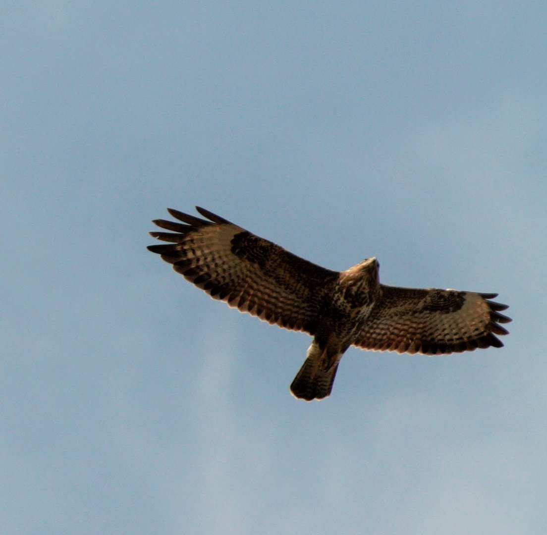 Bussard