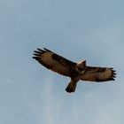 Bussard