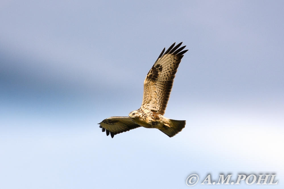 BUSSARD