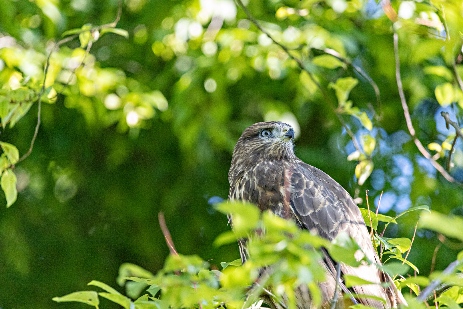 Bussard