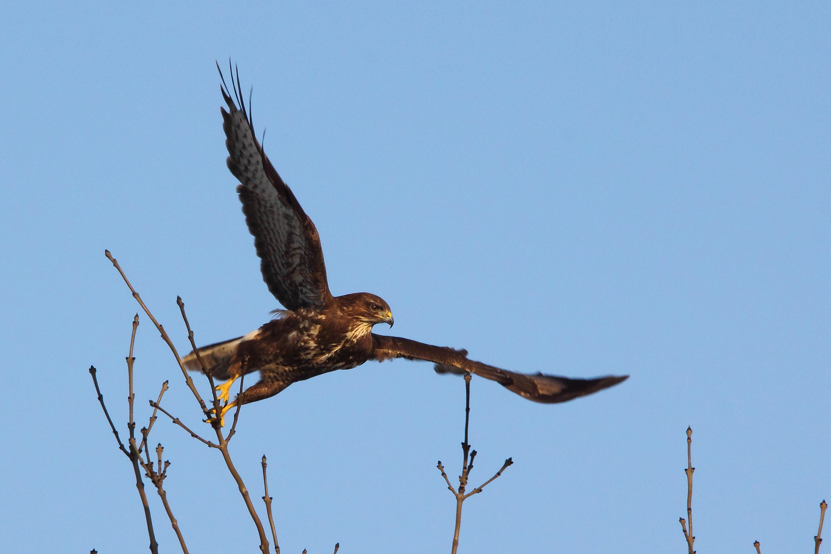 Bussard