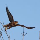 Bussard