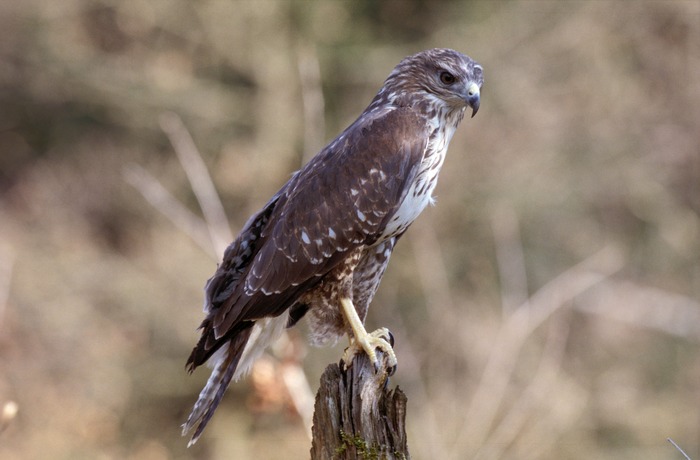 Bussard