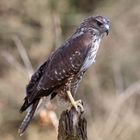 Bussard