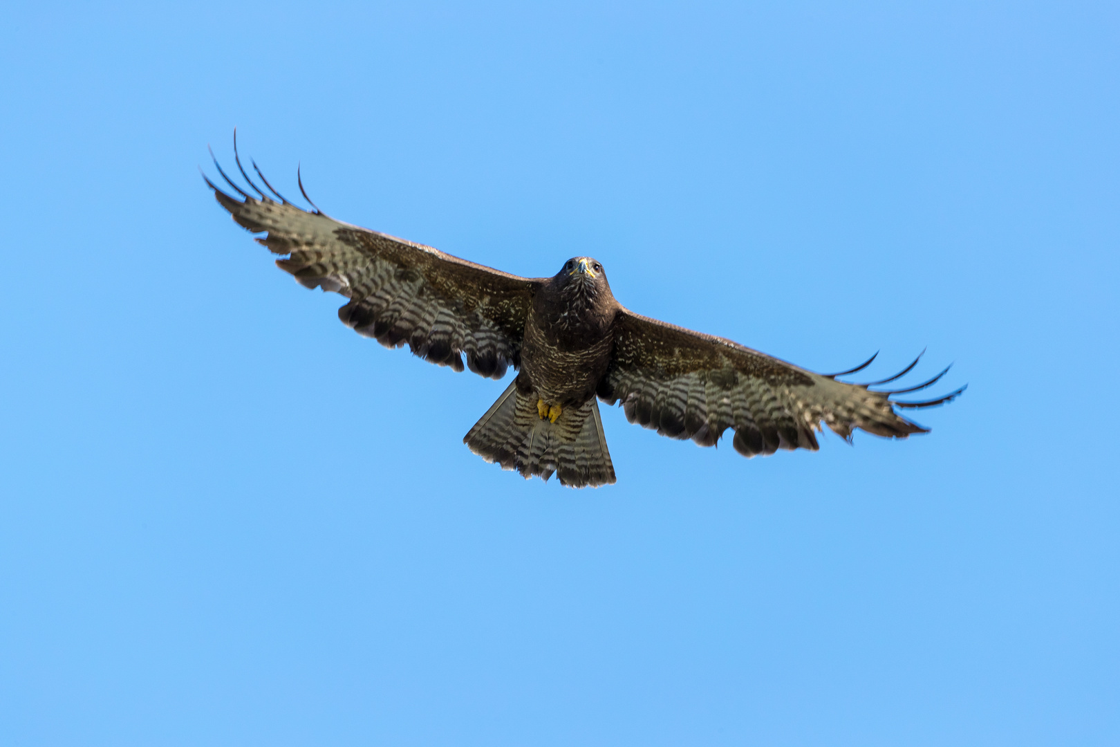 Bussard 