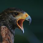 Bussard