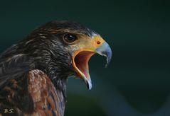 Bussard