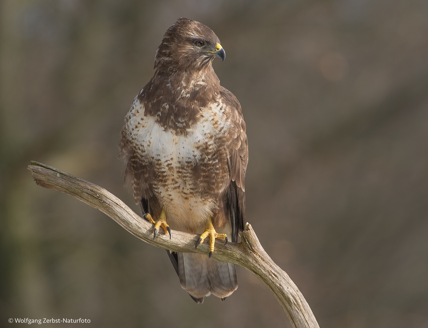Bussard Foto & Bild fotos, world, natur Bilder auf