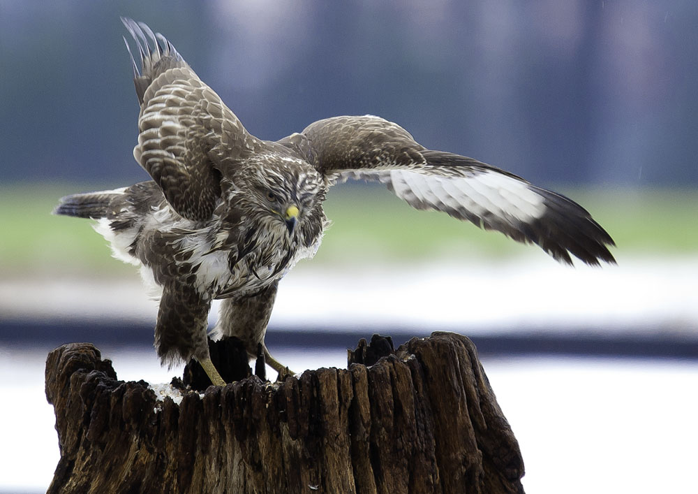 Bussard